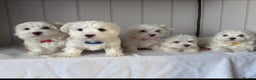 Maltese dogs for sale: Adorable Maltese Puppies for Sale  - Advert 1