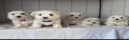Maltese dogs for sale: Adorable Maltese Puppies for Sale  - Advert 1