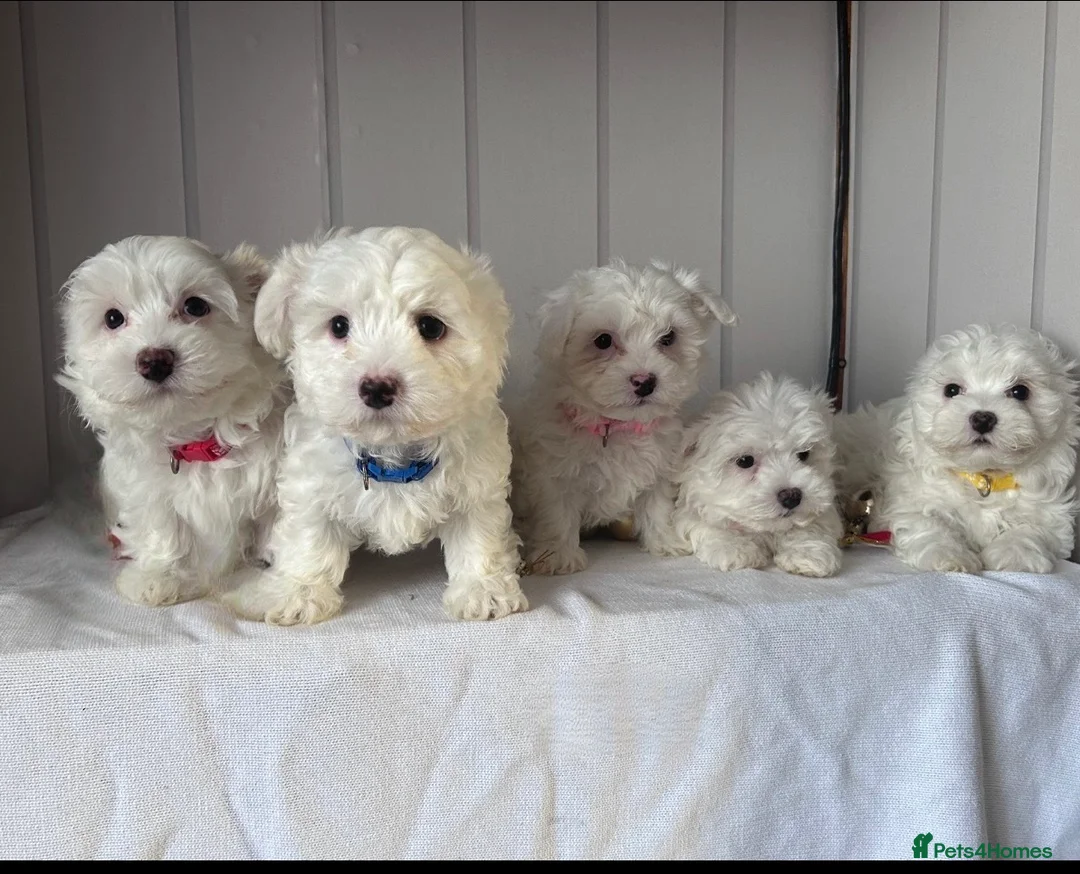 Maltese dogs for sale: Adorable Maltese Puppies for Sale  - Advert 1