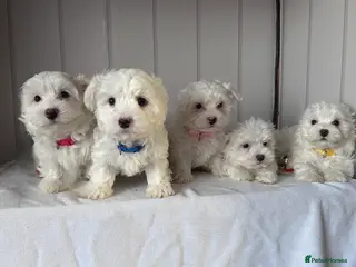 Maltese dogs Adorable Maltese Puppies for Sale - Advert 6