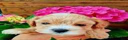 Maltipoo dogs for sale: F1 asian  **  Maltipoo  in Wellingborough - Advert 7
