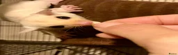 Sugar Glider rodents for sale: Baby leucistic sugar gliders ready now  - Advert 1