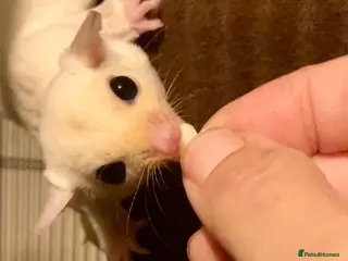 Sugar Glider rodents Baby red eye leucistic sugar glider - Advert 1