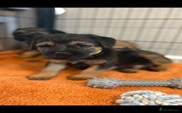 Border Terrier dogs for sale: 6 Beautiful KC Boy Border terrier puppies  - Image 4