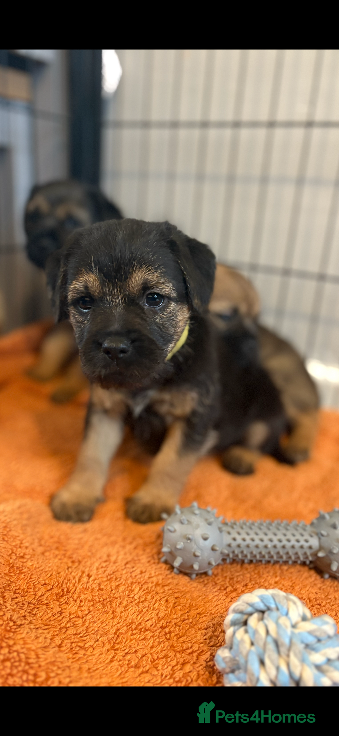 Border Terrier dogs for sale: 6 Beautiful KC Boy Border terrier puppies  - Image 4