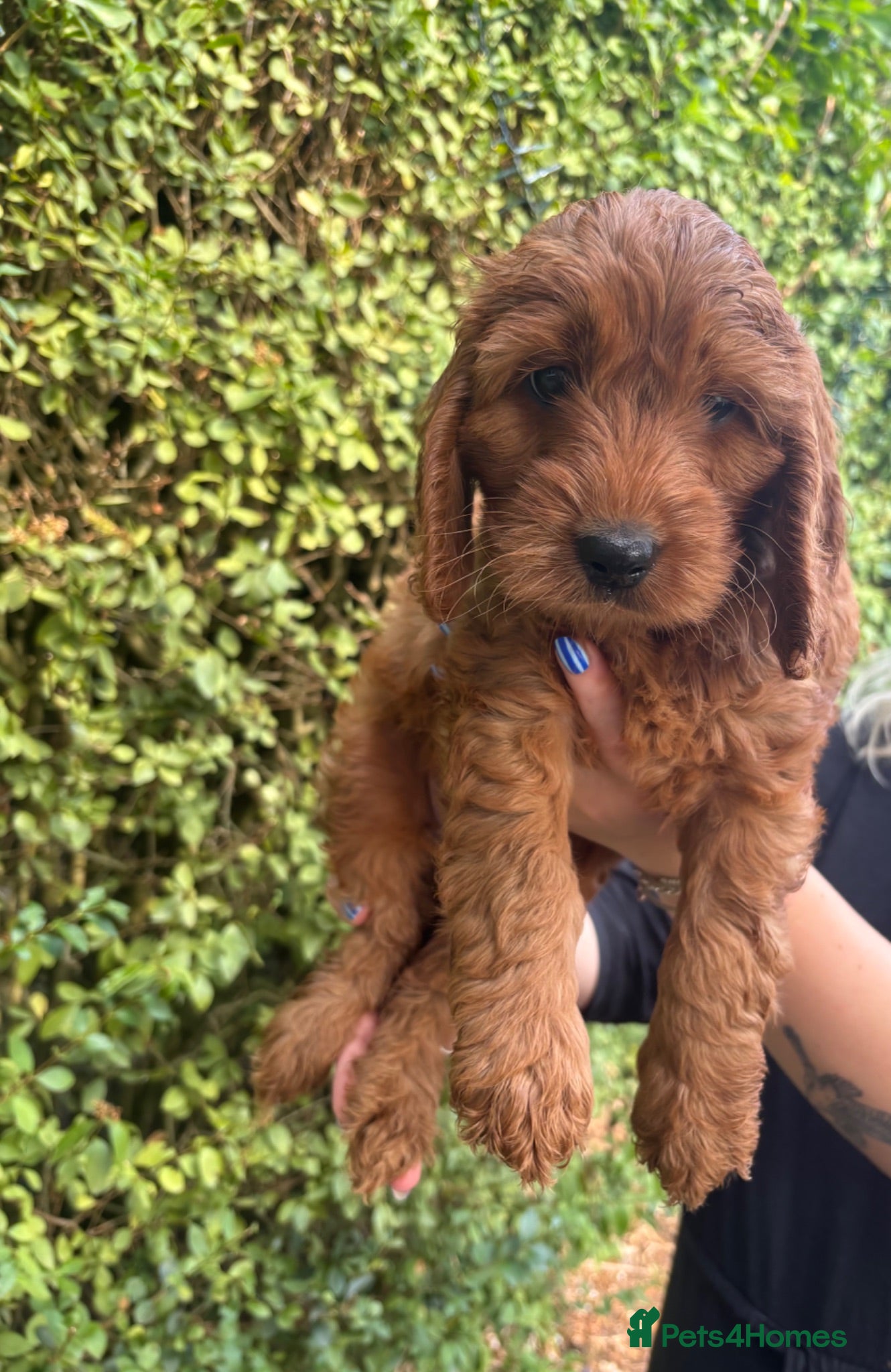 Cockapoo dogs F1 Cockapoos  - Advert 2
