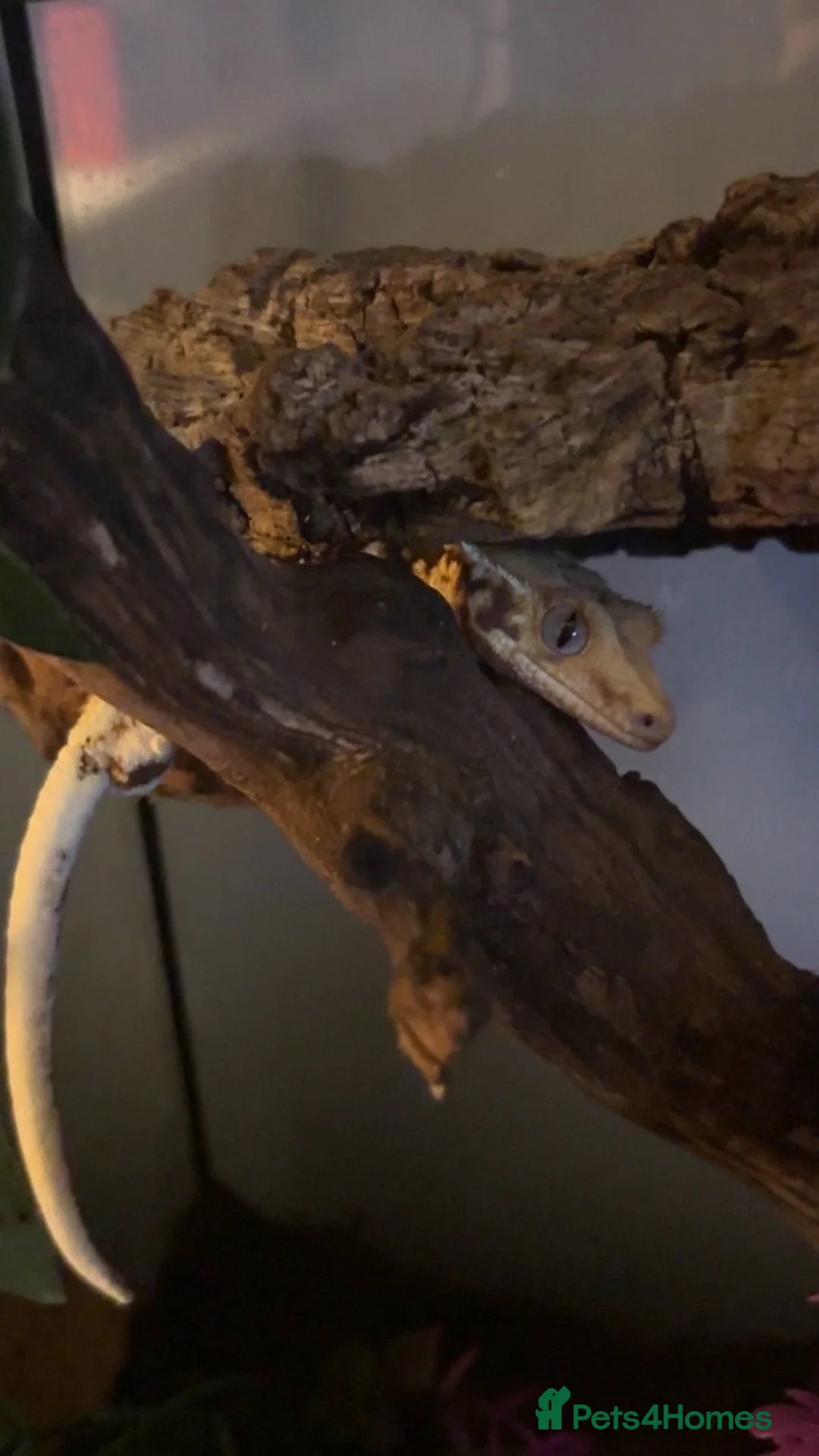 Gecko reptiles for sale: Lily white Crested gecko  - Advert 2