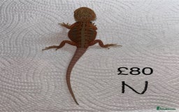 Bearded Dragon reptiles for sale: Various Baby Bearded Dragons For Sale - Advert 28