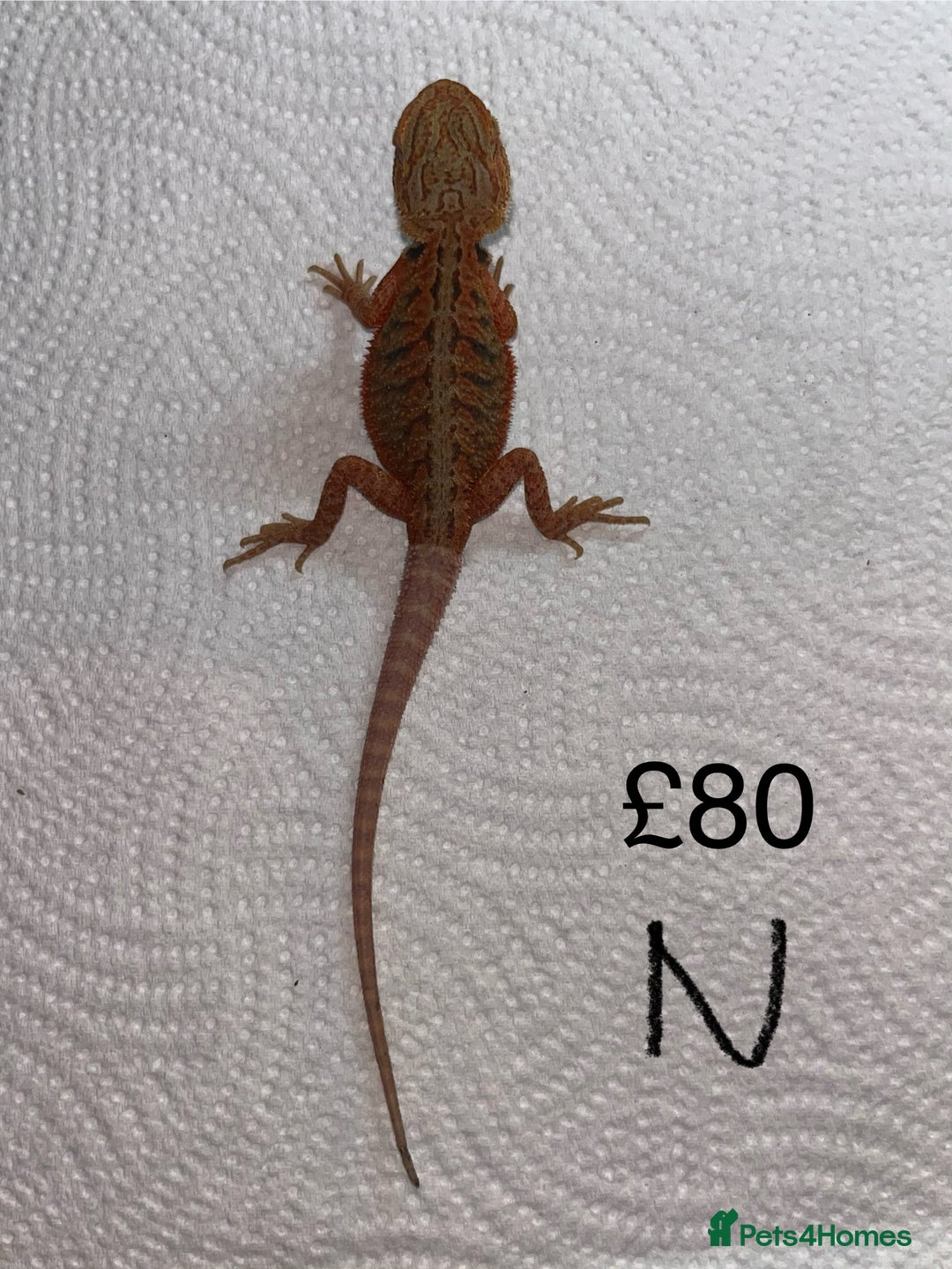 Bearded Dragon reptiles for sale: Various Baby Bearded Dragons For Sale - Advert 28