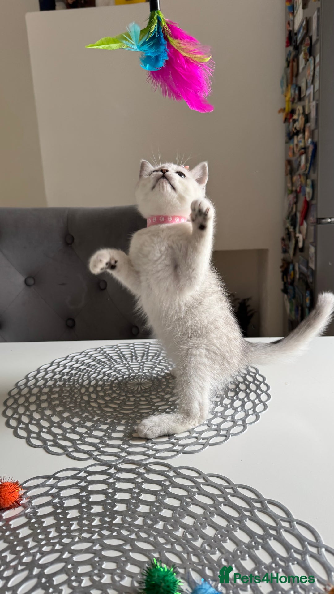 Scottish Fold cats for sale: Scottish Straight Girl  - Image 3