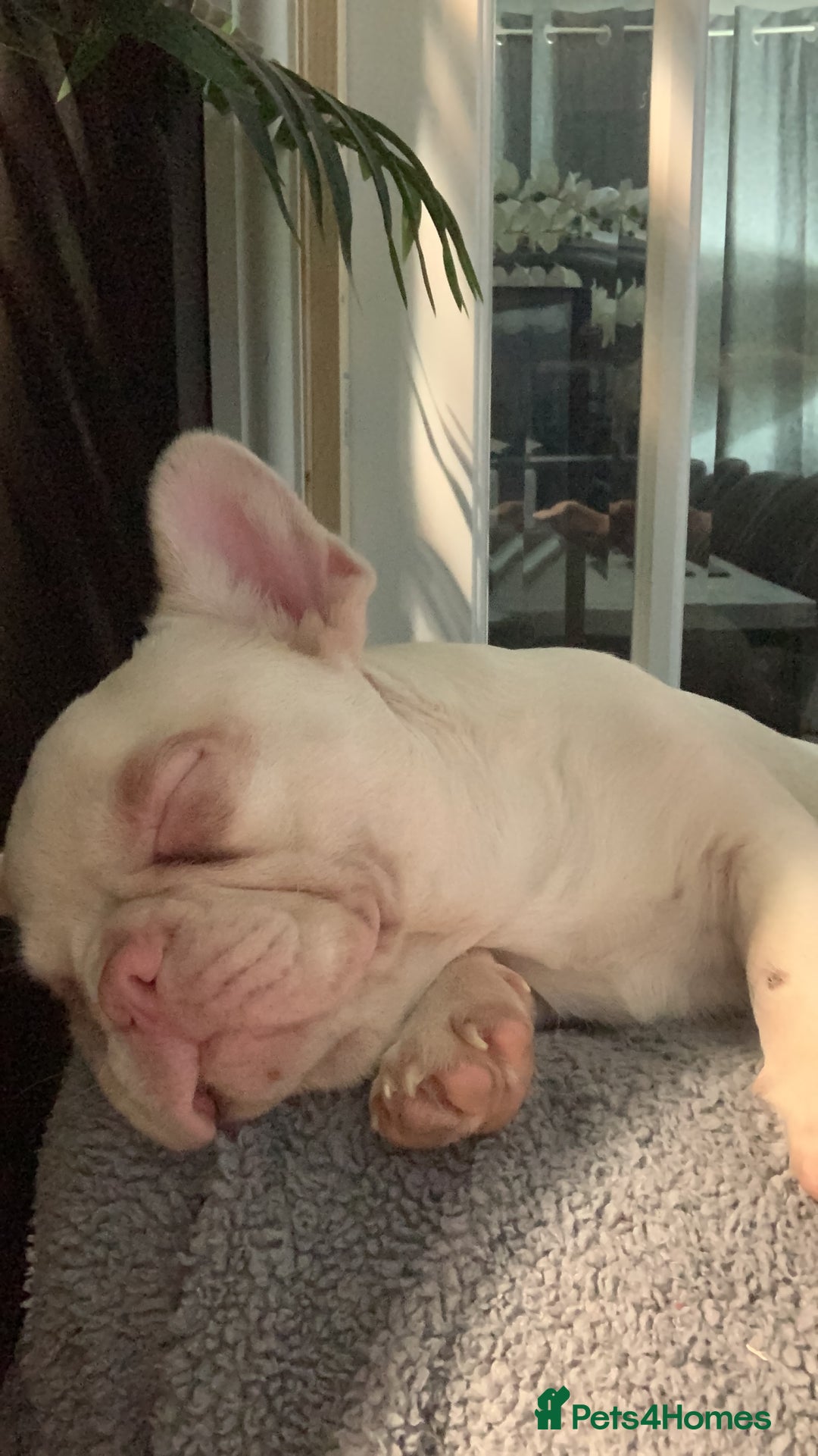 French Bulldog dogs for sale: Platinum French Bulldog 12 months old - Advert 5