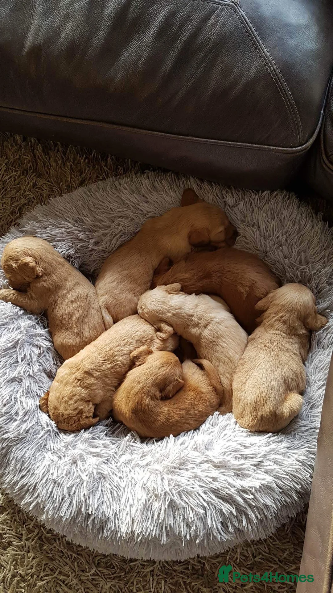 Goldendoodle dogs for stud: Gorgeous F1 Goldendoodle for Stud in Derby - Advert 19
