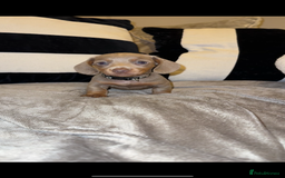 Miniature Dachshund dogs for sale:  READY NOW Quality minismooth haired dachshunds 🐾 - Image 7