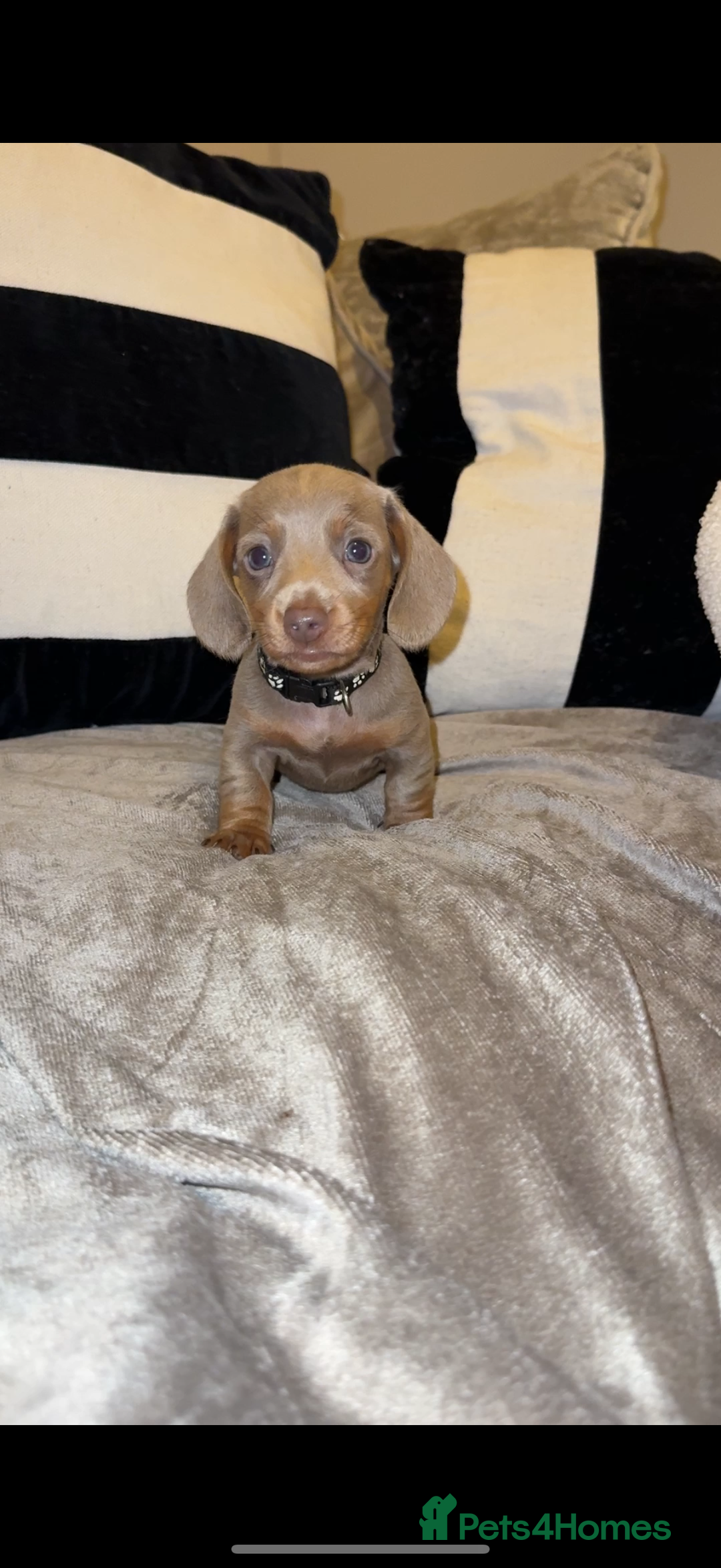 Miniature Dachshund dogs for sale:  READY NOW Quality minismooth haired dachshunds 🐾 - Image 7