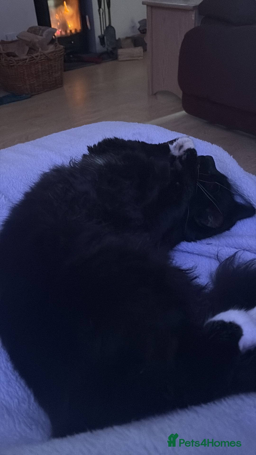 Maine Coon cats for sale: gorgeous maine coon 11 months old  - Advert 8