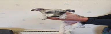 Whippet Puppy 3