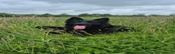 German Shepherd dogs for sale: KC Black GSD - Advert 3