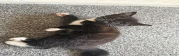 Mixed Breed cats for sale:  ** s to a good home in Manchester - Advert 7