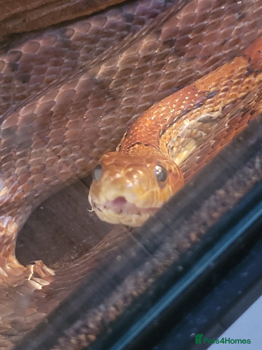 Corn Snake reptiles for sale: Cornsnake for Rescue - Image 4
