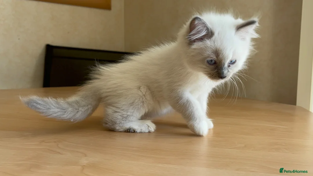 Ragdoll cats for sale: Beautiful Ragdols - Advert 2