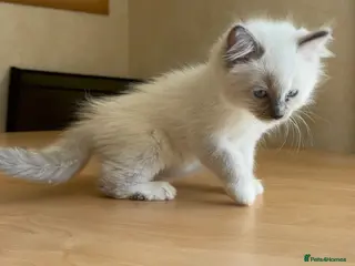 Ragdoll cats Beautiful Ragdols - Advert 11