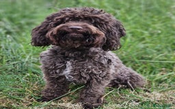 Cockapoo dogs for sale: Ready to go 10 October tiny toy cockapoos  - Image 27