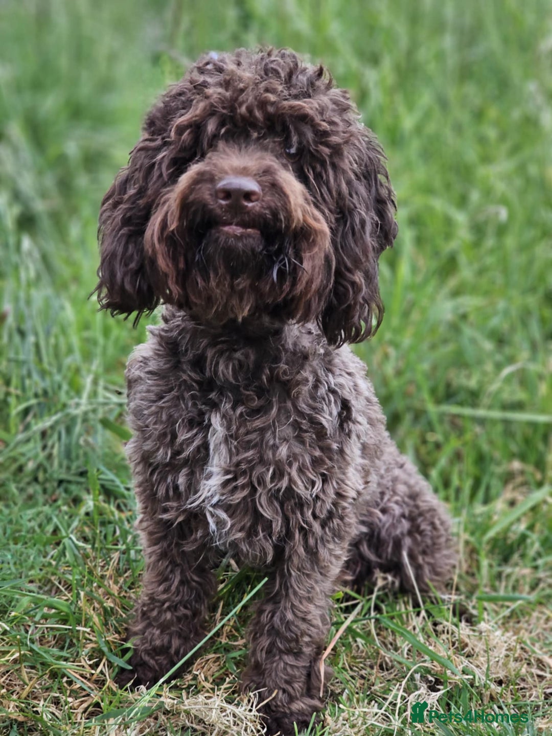 Cockapoo dogs for sale: Ready to go 10 October tiny toy cockapoos  - Image 27