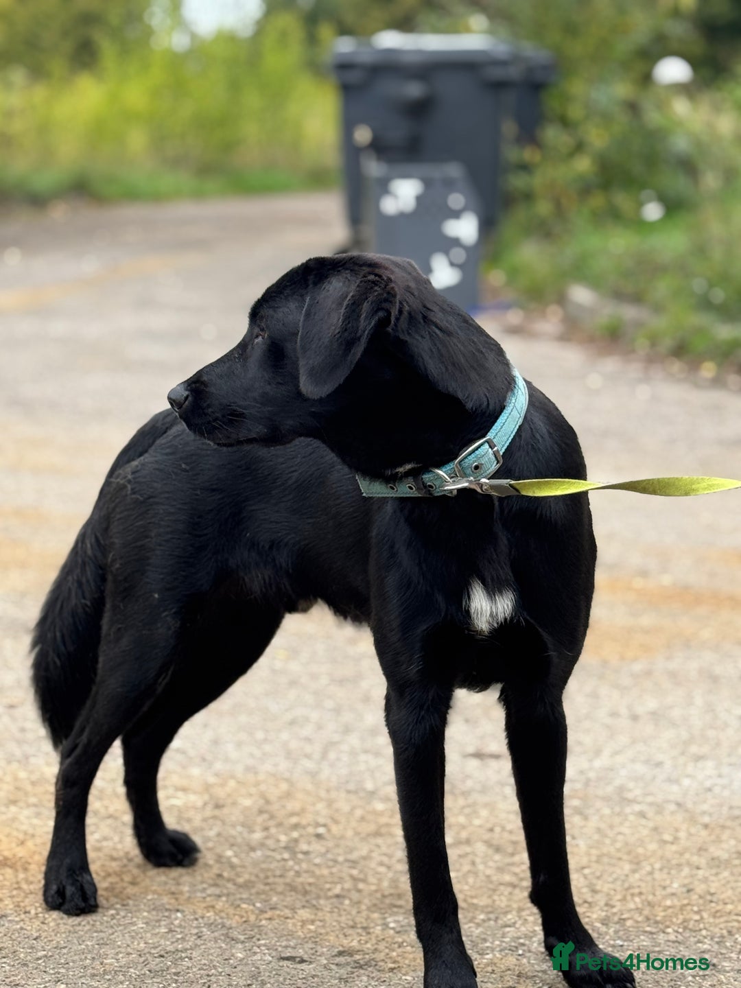 Mixed Breed dogs for sale: Shepador For Sale - Image 2