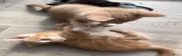 Mixed Breed cats for sale: 2 male ginger and 1 female black Kittens - Advert 9