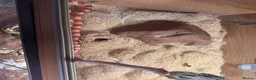 Corn Snake reptiles for sale: Corn snake  in Aylesbury - Advert 4