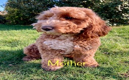 Cockapoo dogs for sale: Amazing tri-coloured girl - Image 5