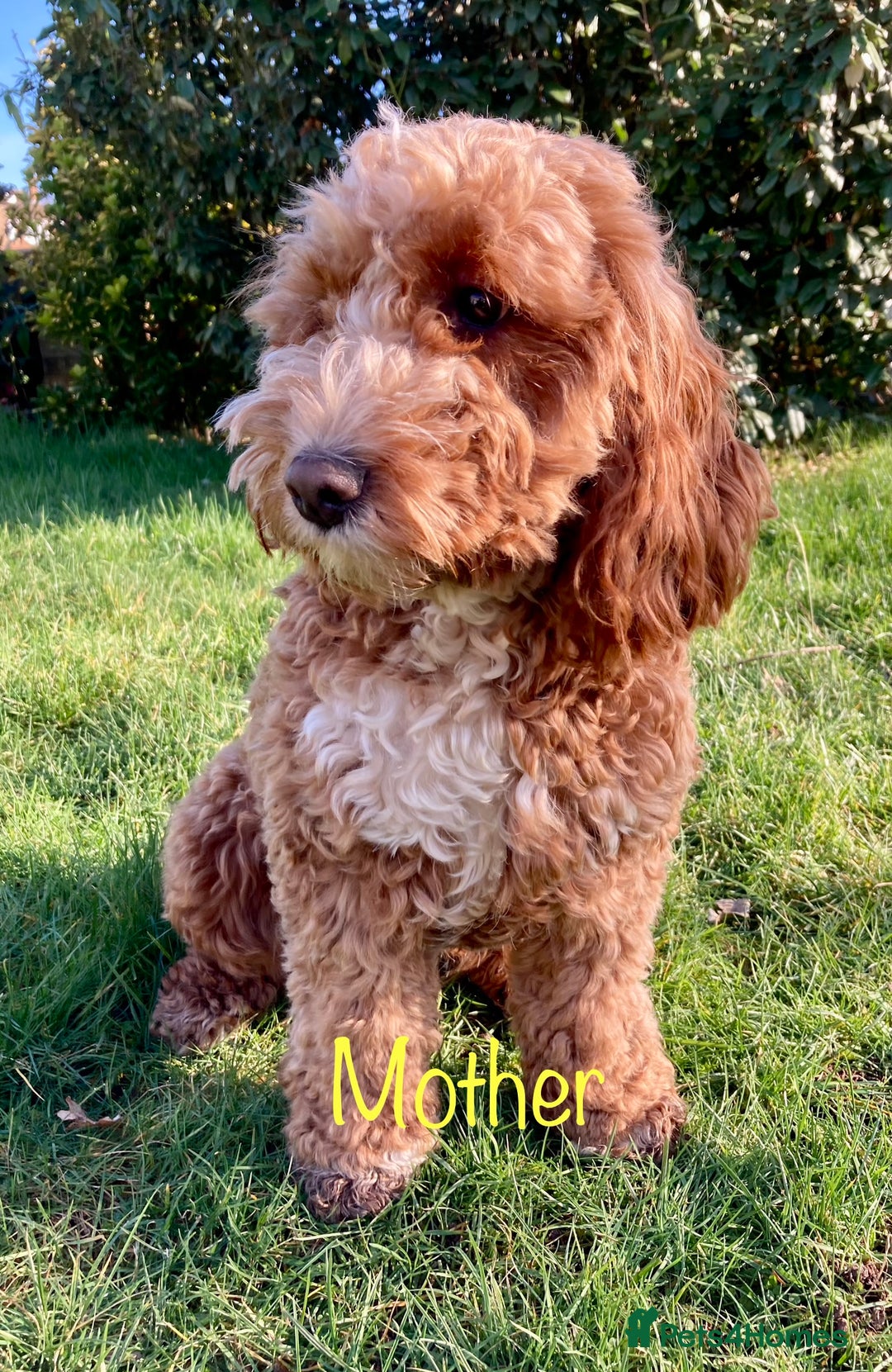 Cockapoo dogs for sale: Amazing tri-coloured girl - Image 5