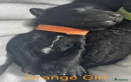 Cockapoo dogs for sale: 🐾 Gorgeous F2 Cockapoo Puppies for sale 🐾  - Image 3