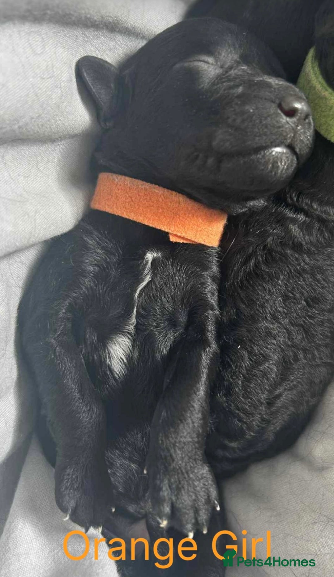 Cockapoo dogs for sale: 🐾 Gorgeous F2 Cockapoo Puppies for sale 🐾  - Image 3