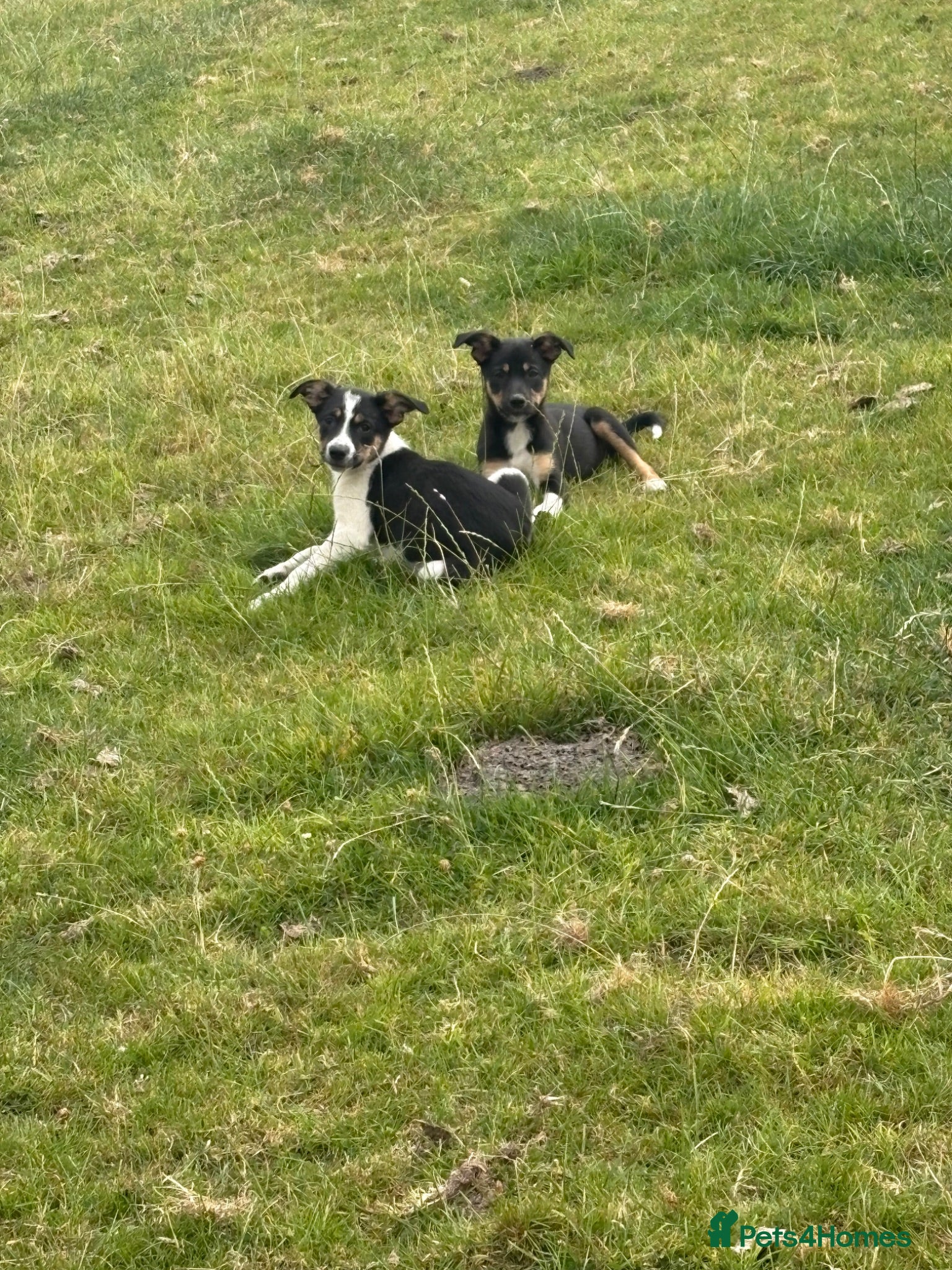 Mixed Breed dogs Lovely Border Collie x Kelpie Pups   - Advert 13