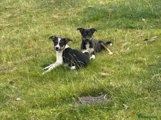 Mixed Breed dogs Lovely Border Collie x Kelpie Pups - Advert 13