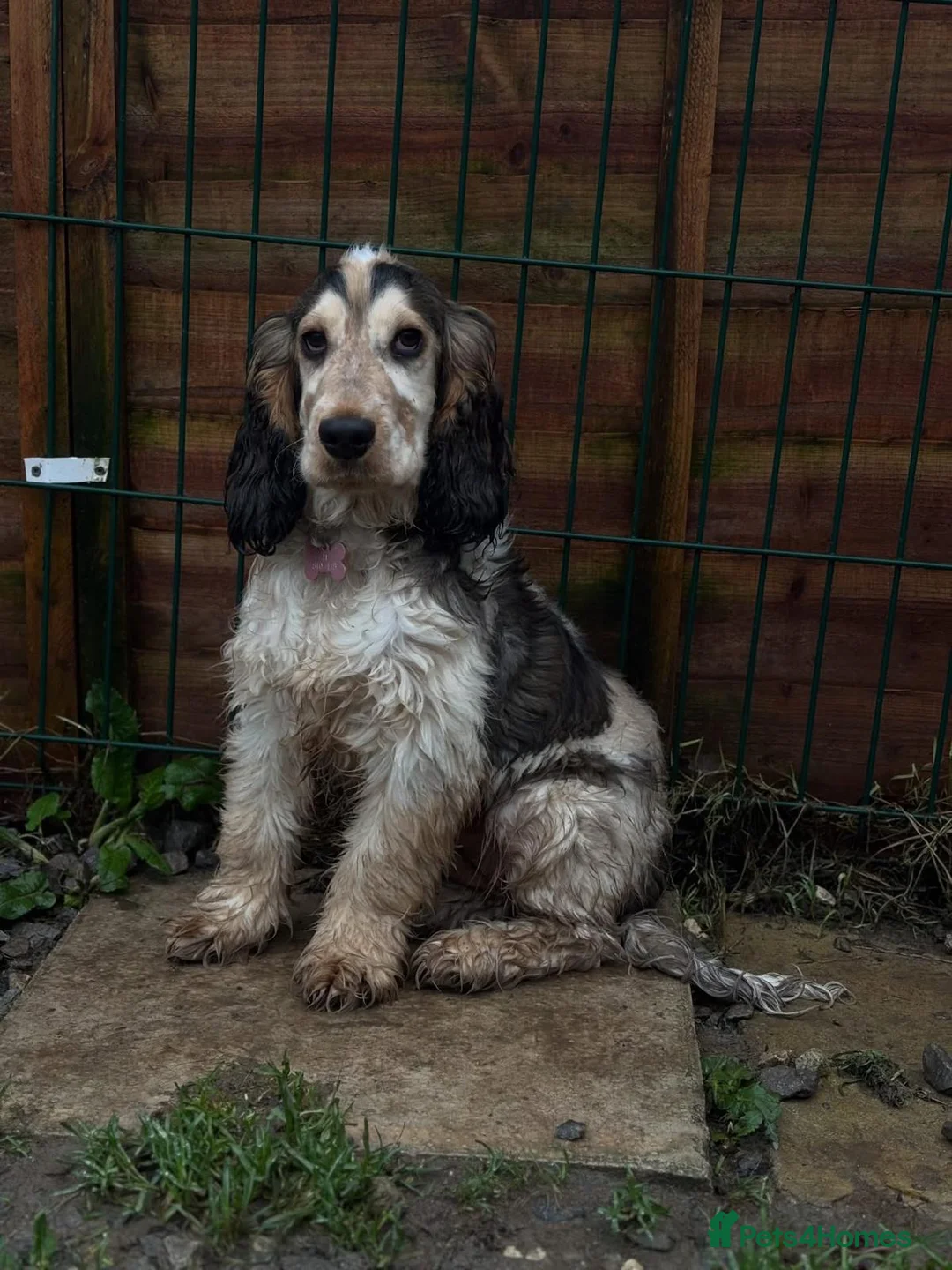 Cocker Spaniel dogs for stud: Orange Roan KC reg Show Cocker Spaniel Stud - Advert 20