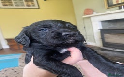 Sprocker dogs for sale: Gorgeous F1 health tested Sprockers  - Advert 12