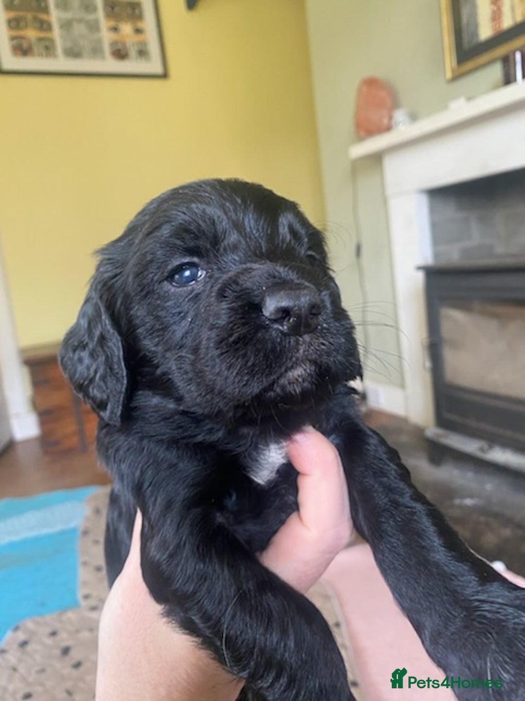 Sprocker dogs for sale: Gorgeous F1 health tested Sprockers  - Advert 12