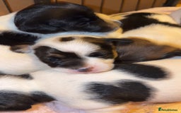 Jack Russell dogs for sale: Jack Russell puppies  - Advert 5