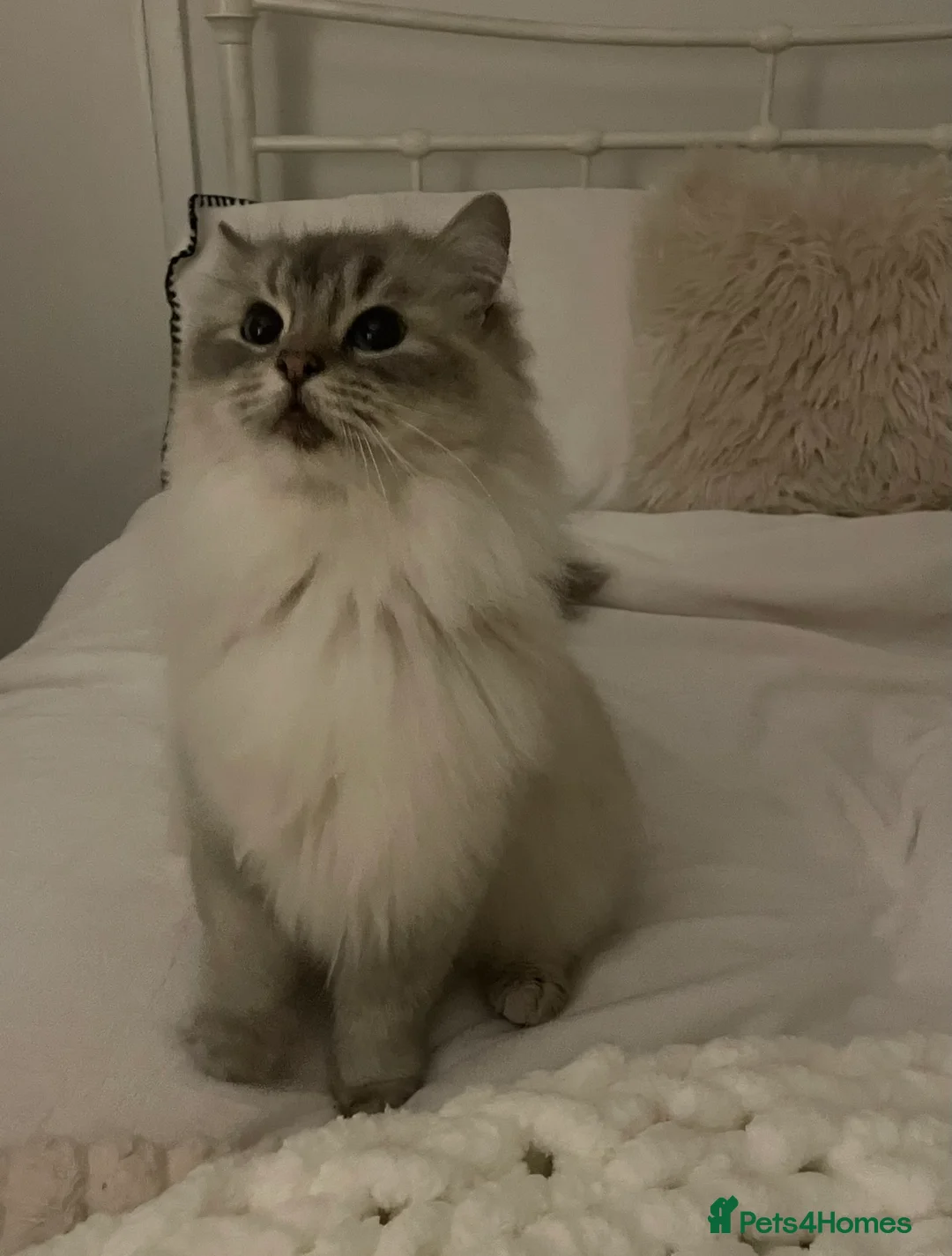Ragdoll cats for sale: 💓One Beautiful Pedigree Female Ragdoll Left💓 - Advert 9