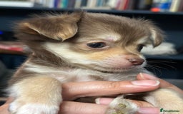 Chihuahua dogs for sale: 4 Gorgeous Chihuahua puppies  - Image 9