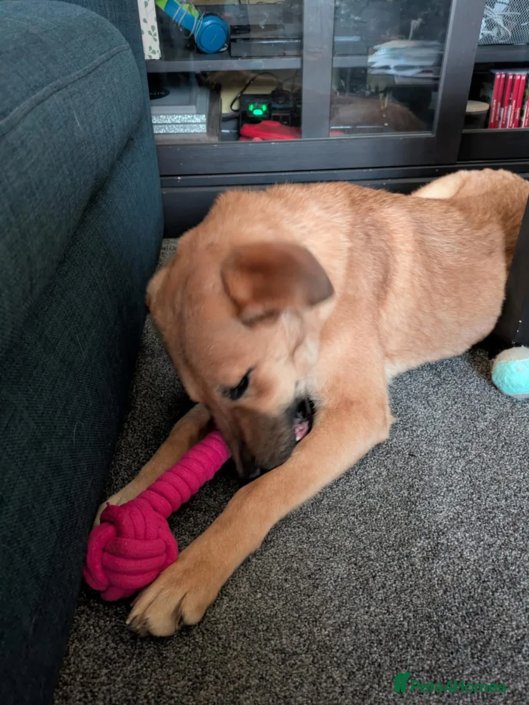 Mixed Breed dogs for adoption: Ree - stowmarket Suffolk  - Advert 4