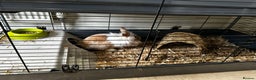 Lionhead rabbits for sale: 2 x Male Lion Rabbits with cage, all accessories  - Advert 8