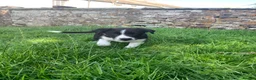 Smooth Collie dogs for sale: Male Collie Pup - Advert 4