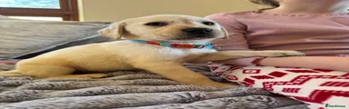 Labrador Retriever Puppy 4