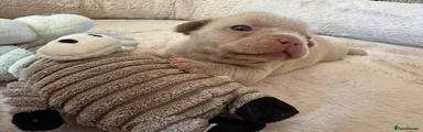 French Bulldog 1