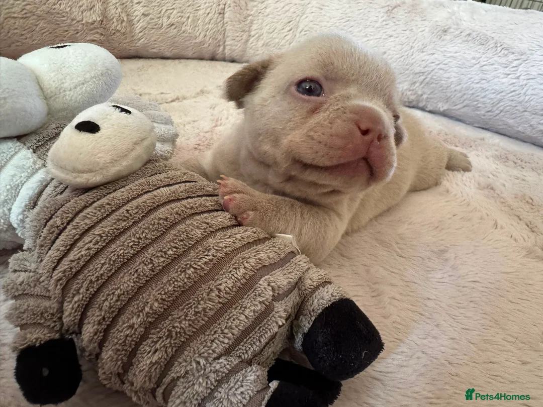 French Bulldog dogs for sale: 5 weeks old french bulldog puppies for sale - Advert 21