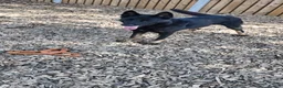 German Shepherd dogs for sale: German Shepard  in Chesterfield - Advert 5