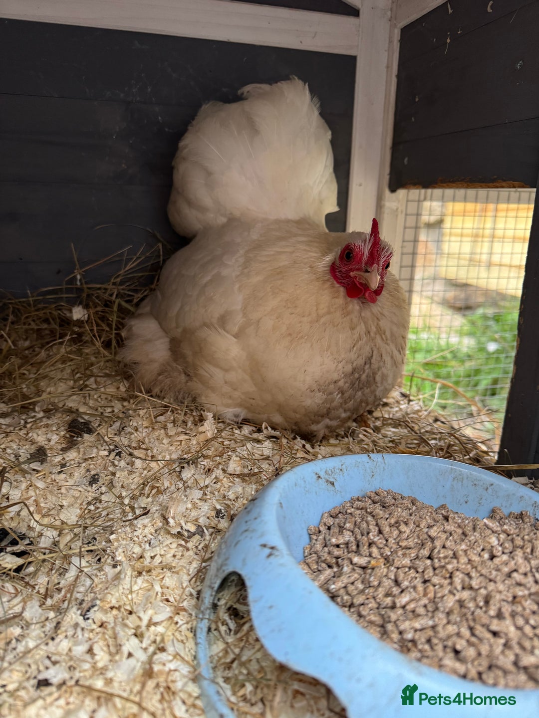 Chickens poultry for sale: Young silkies cockerels & 1 white Pekin hen (£20) - Advert 12